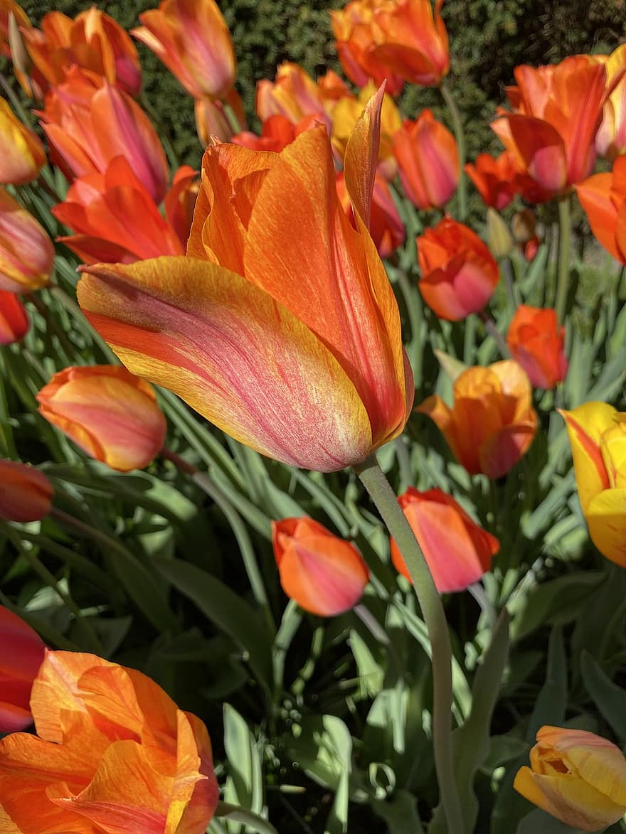 fleurs, tulipes, la nature, floraison, amsterdam, Keukenhof, Hollande, Pays-Bas, macro, printemps, saisonnier