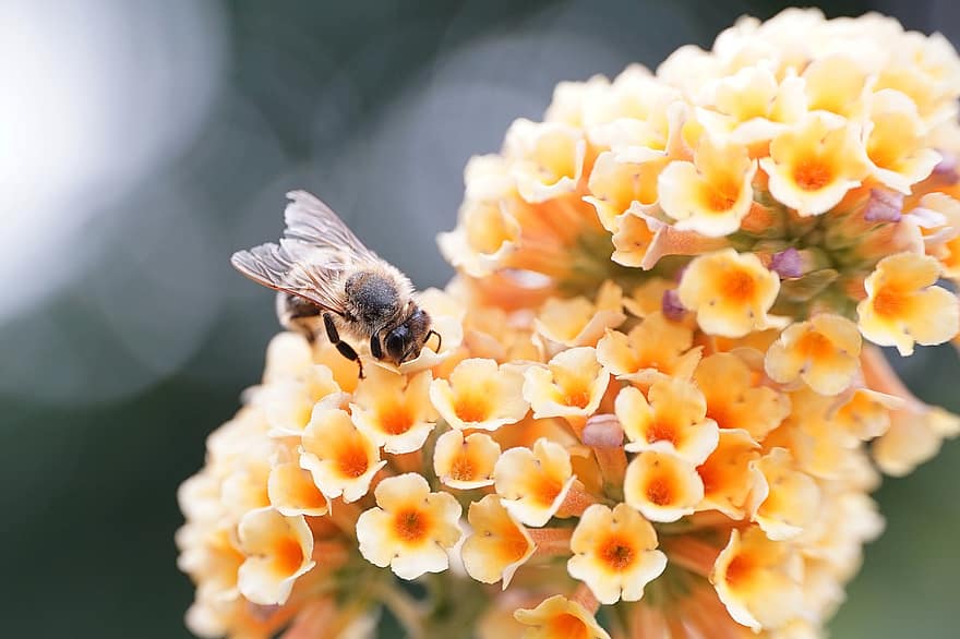 vaikiškos istorijos, gėlės, pobūdį, bičių, nektaras
