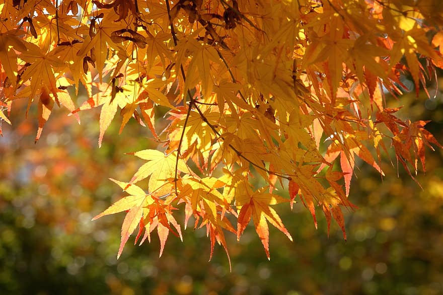 höst, löv, lönn, lövverk, natur, falla, blad, gul, träd, säsong, skog