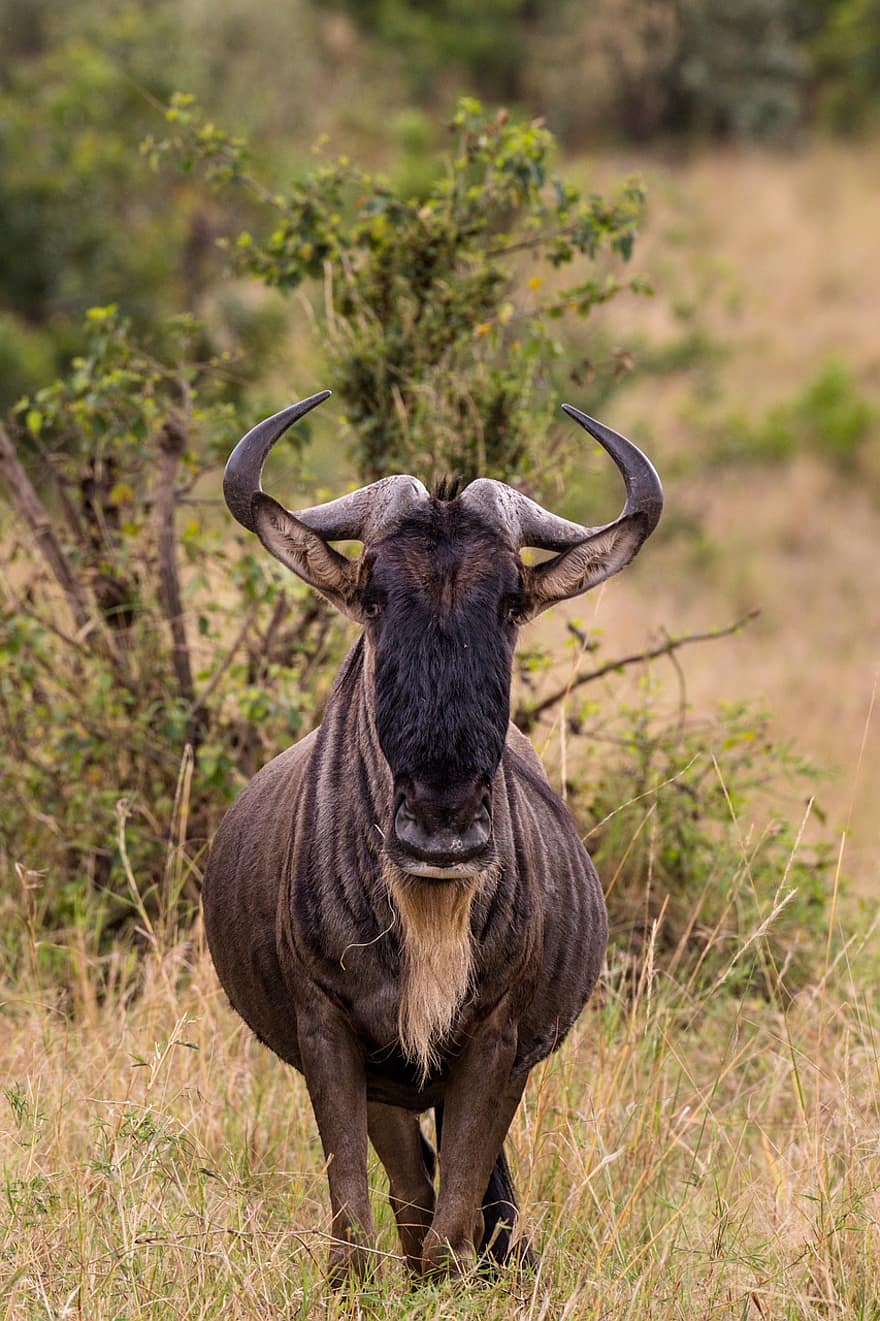 Wildebeest, Animal, Safari, Gnu, Mammal, Herbivore, Wildlife, Horns, Fauna, Field, Meadow