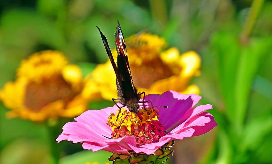 borboleta, inseto, polinização, pólen, polinizar, flor, zínia, Flor rosa, pétalas cor de rosa, lepidópteros, entomologia