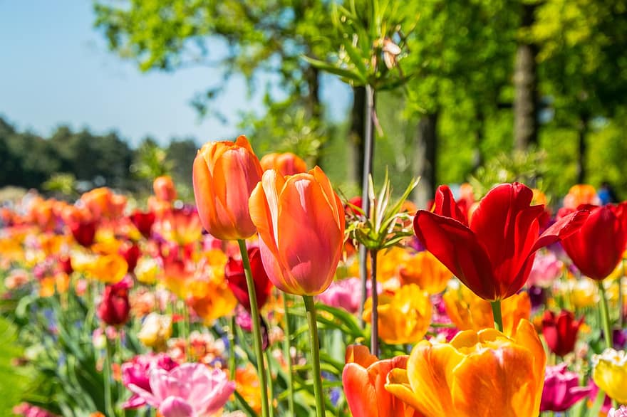 tulipaner, blomster, hage, felt, vårblomster, petals, Vårblader, blomst, blomstre, flora, planter