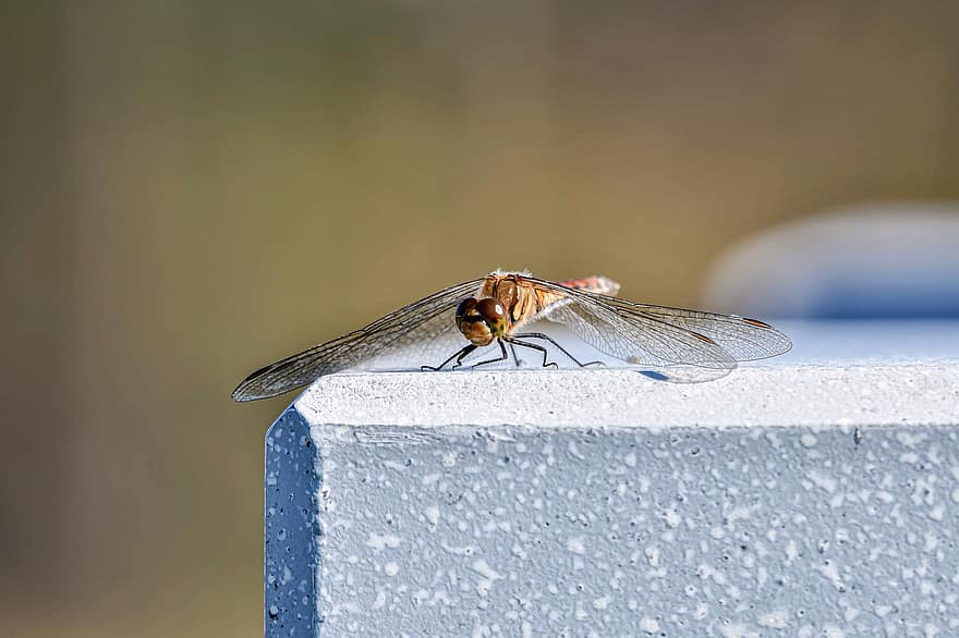 dragonfly, insekt, betong, natur, makro