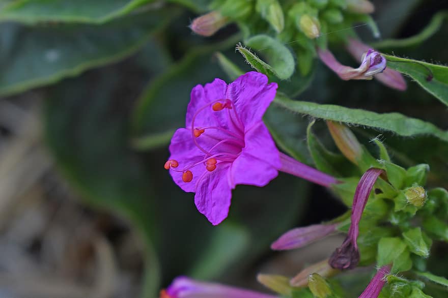 オシロイバナ、花、紫色の花、花びら、紫色の花びら、咲く、フローラ、工場
