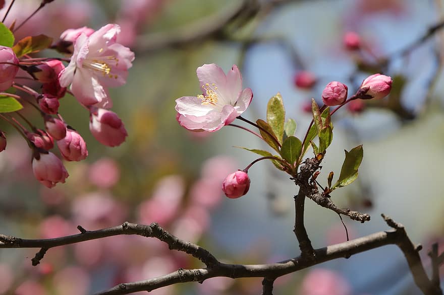 Kirschblüten, Blumen, Frühling, pinke Blumen, Sakura, blühen, Ast, Baum, Natur