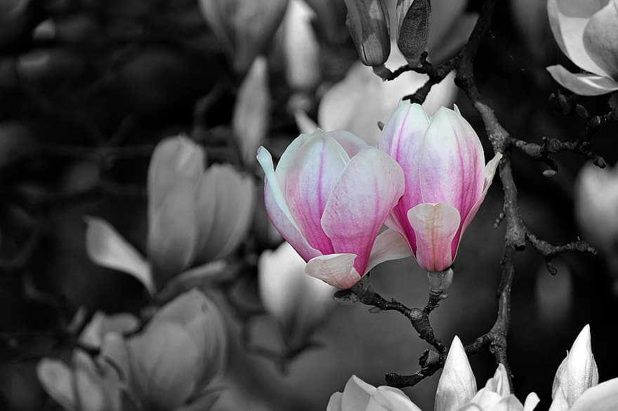 magnolia, bloemen, zwart en wit, kleur pop, bloeiend, bloeiende, magnoliaboom, detailopname, flora, natuur