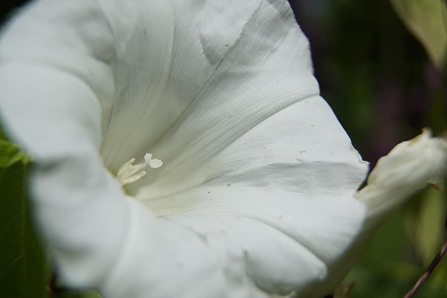 květ, svlačec, naviják, zblízka, bílý, divoká rostlina
