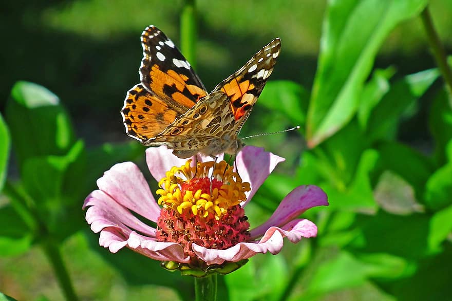 borboleta, inseto, flor, pólen, polinizar, polinização, asas, Asas de borboleta, inseto com asas, lepidópteros, entomologia