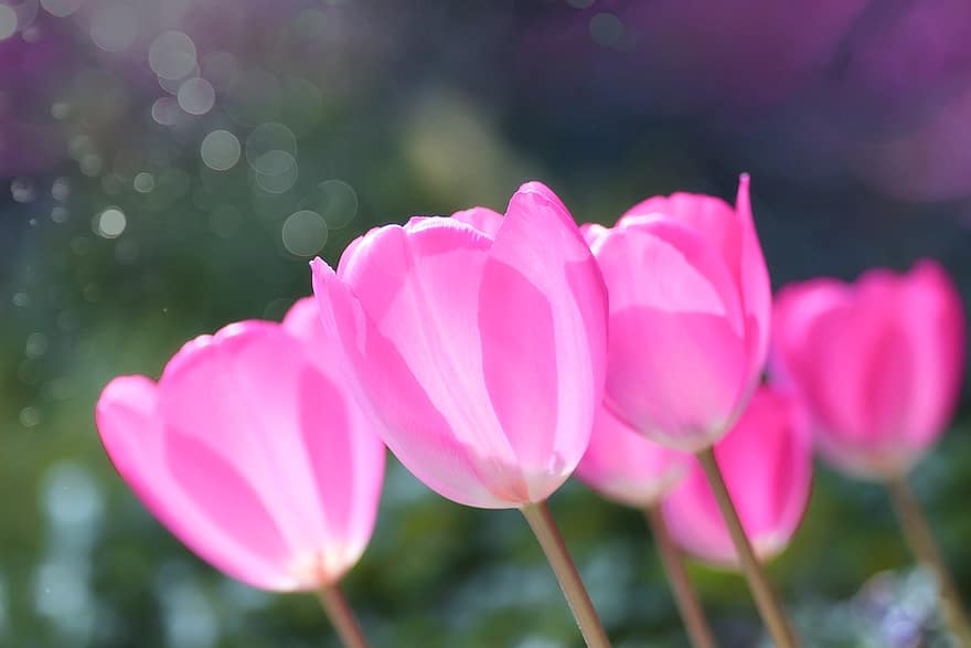 tulipes, tulipes roses, flors de color rosa, primavera, jardí, flors, flora, flor, planta, estiu, cap de flor