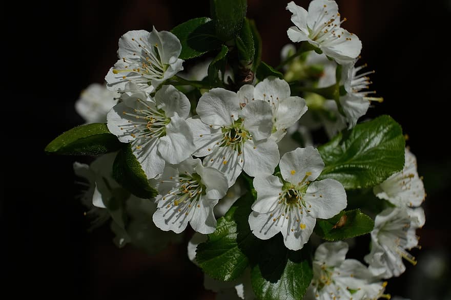 Цъфти на вишна, бели цветя, prunus cerasus, растение, цветчета