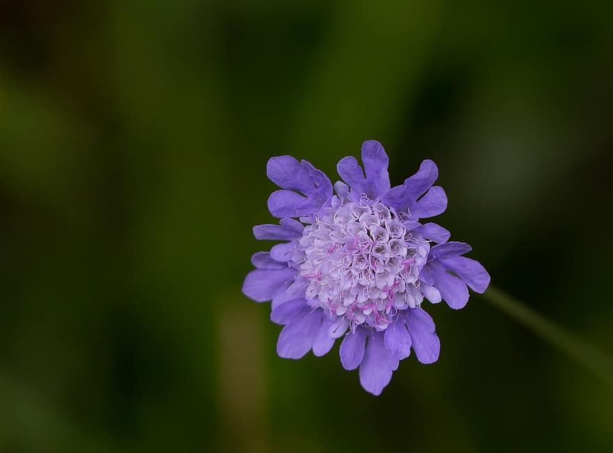 pievos gėlė, augalų, laukas nuskustas, knautia arvensis, laukinė purpurinė gėlė, violetinė, žydi, scabiosa, žiedas