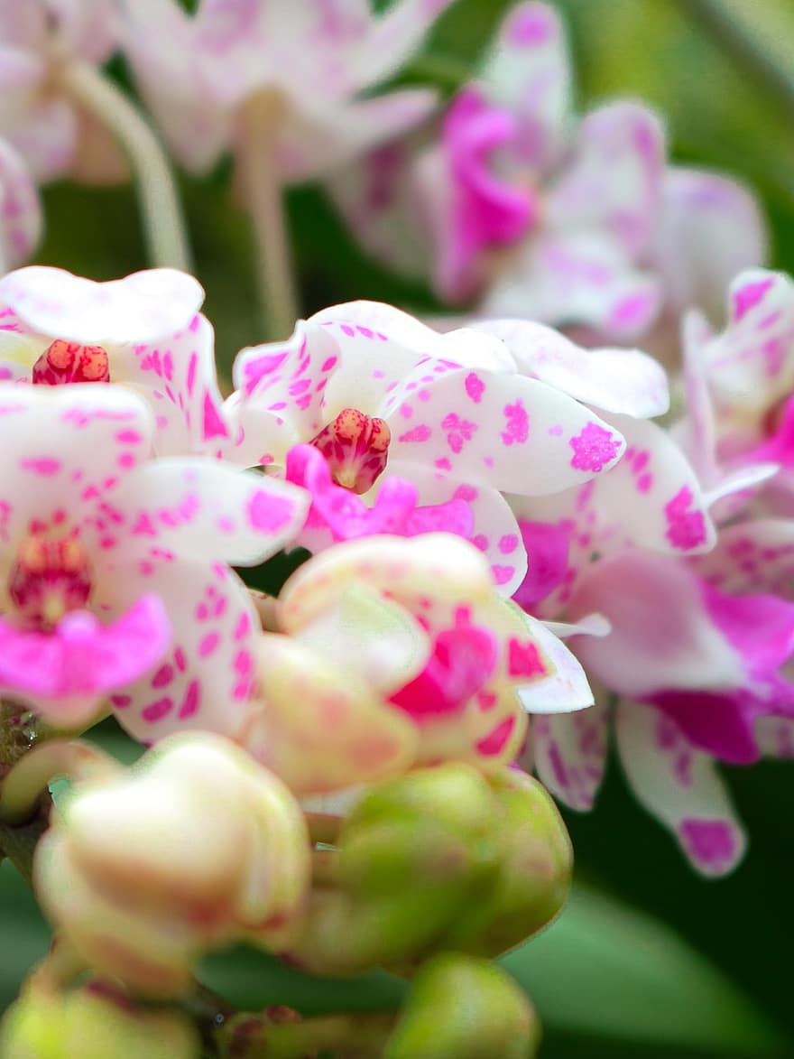 орхидеи, цветя, розови цветя, листенца, разцвет, цвят, флора, растение, природа