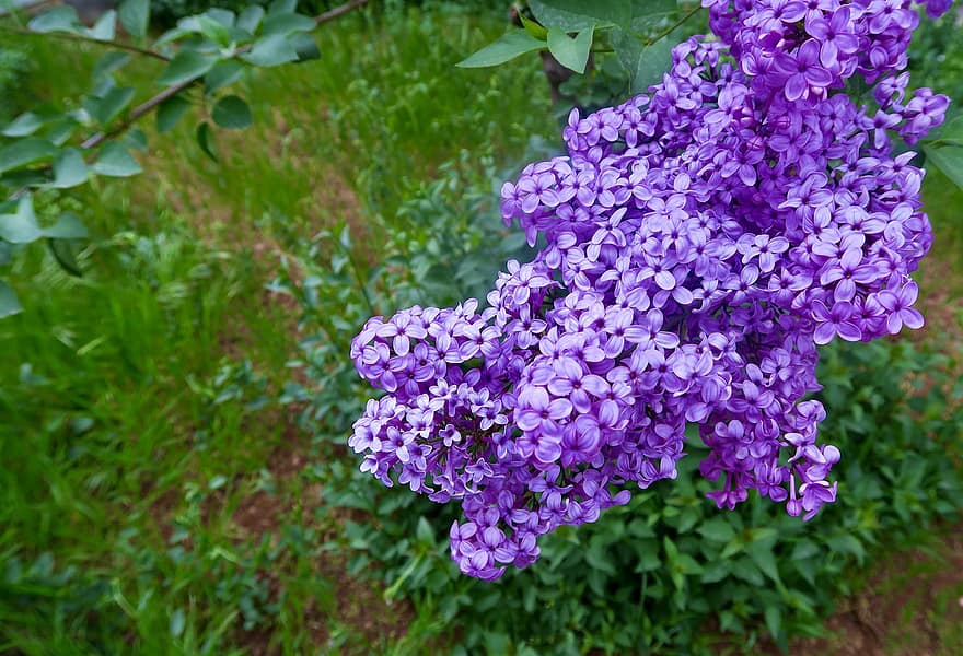 цветы, фиолетовые цветы, сад, весна, завод, пурпурный, крупный план, цветок, летом, лист, цвести