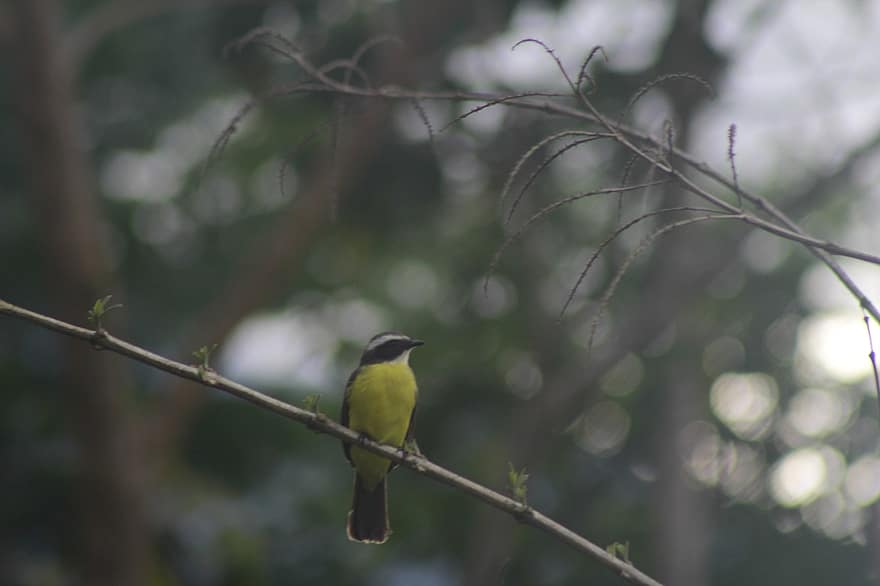 ptak, ornitologia, obserwowanie ptaków, las amazoński, krajobraz, las, Natura