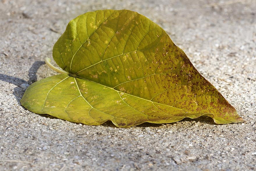 листо, зелен лист, паднал лист, есен, природа, едър план, растение, жълт, фонове, сезон, зелен цвят