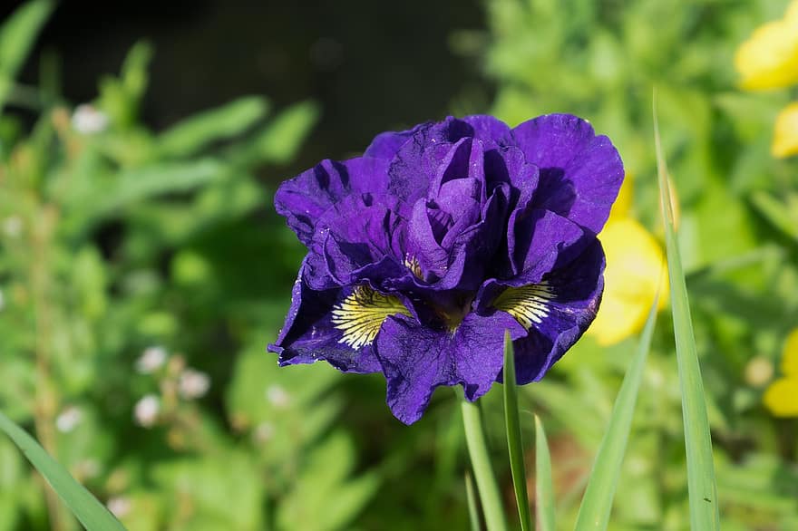iris, floare, a inflori, inflori, petale, Petale de Iris, floră, natură