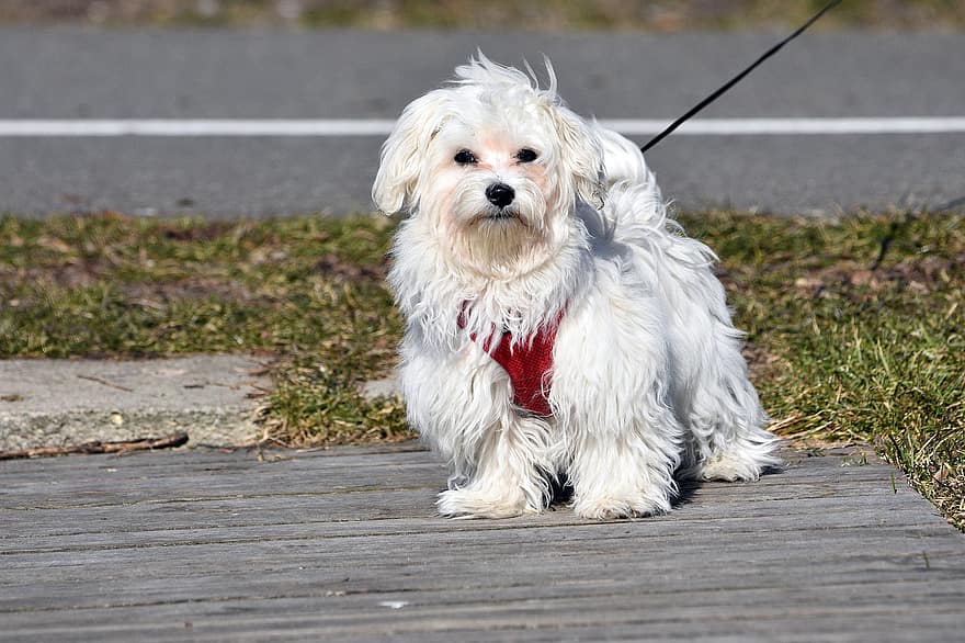 maltský pes, Pes, domácí zvíře, zvíře, domácí, psí, savec, fena, bílý pes, domácí mazlíčci, roztomilý