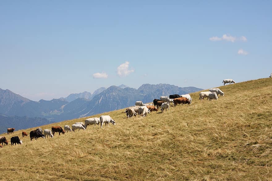 kudde-, koeien, dier, landelijk, natuur, veld-, landschap, bergen, wandelen