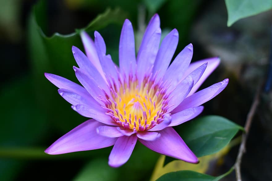 lilly, lotus, blomma, meditation, damm, natur, rosa, blommig, zen, klippbok, lilja