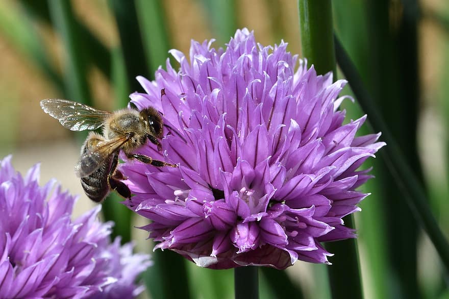 bi, insekt, blomma, kronblad, pollen, honungsbi, honung, biodlare, biodling, natur