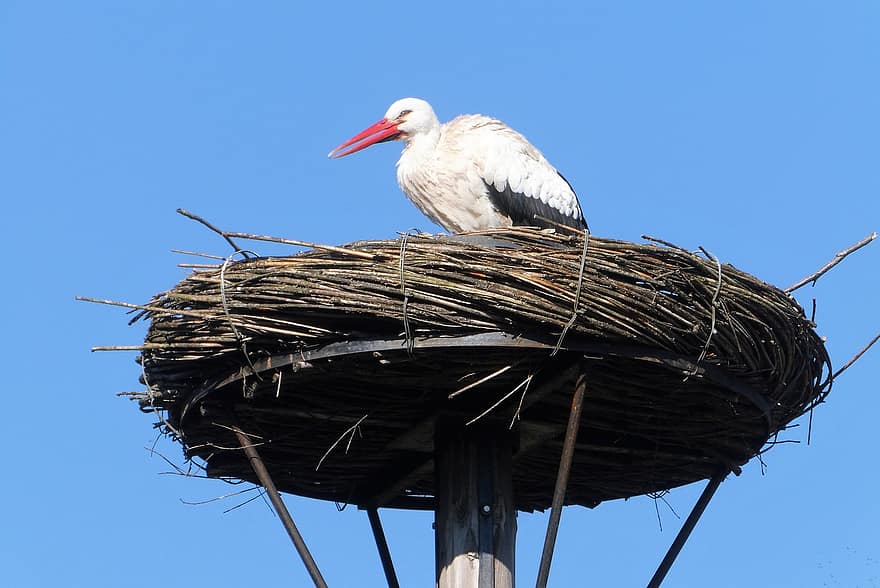 Stork, Bird, Nest, Stork's Nest, Pole, Nest Building, Spring, Nature, animal nest, beak, feather