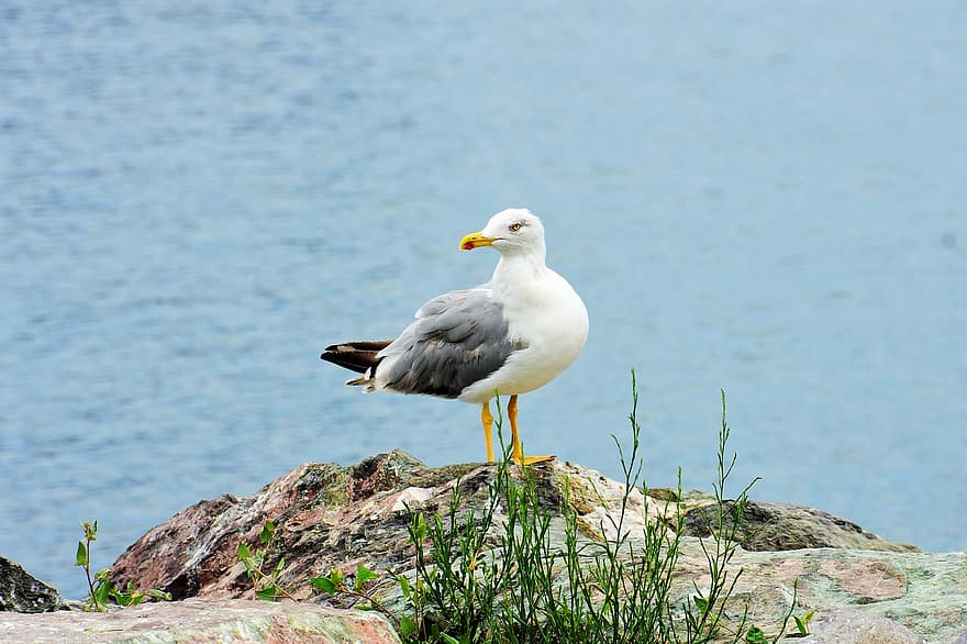 Seagull, Marine, Bird, Nature, Beach