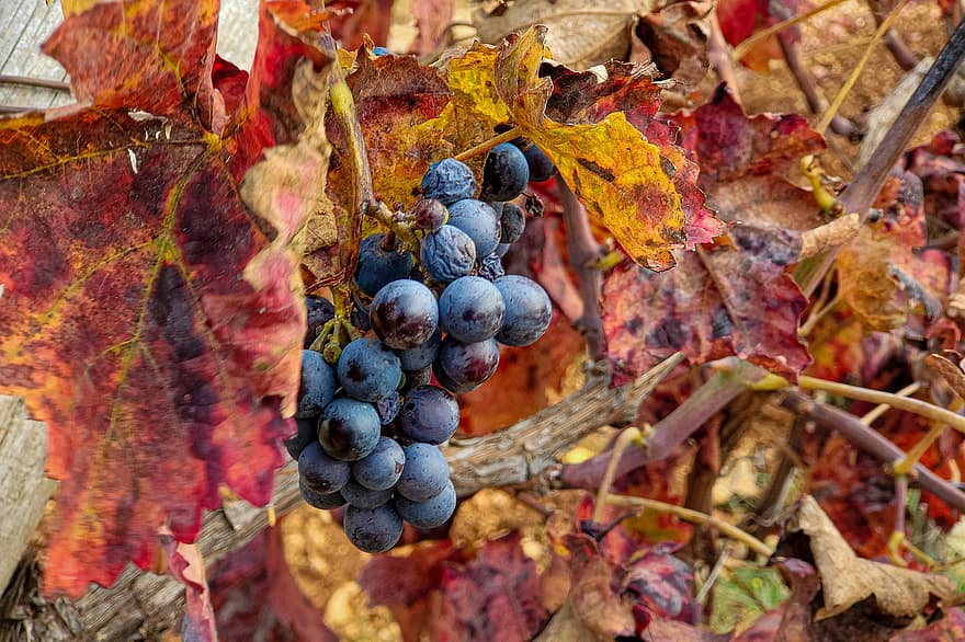 Fruit, Grape, Organic, Vineyard, Fall, Nature, autumn, leaf, agriculture, close-up, season