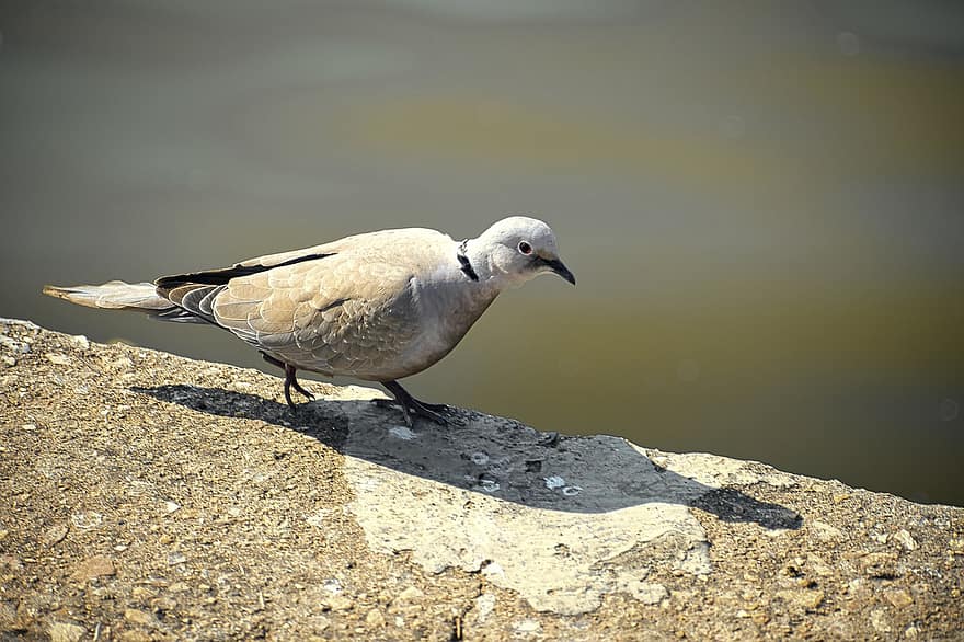 Collared Dove, Dove, Bird, Animal, Plumage, Beak, Nature
