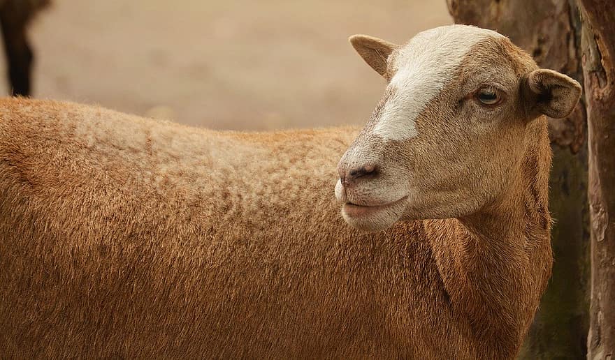 sheep, animal, livestock, farm, rural scene, agriculture, grass, pasture, meadow, close-up, domestic animals