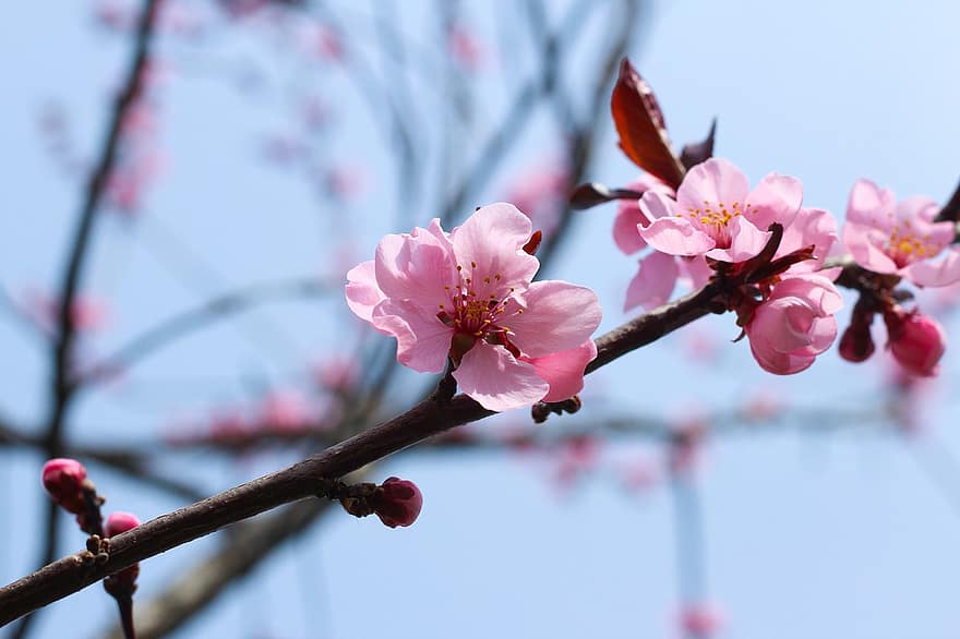 λουλούδια, άνθος κερασιάς, άνοιξη, άνθος, βοτανική, πέταλα, εποχής, φύση, ανθίζω, sakura, κλαδί