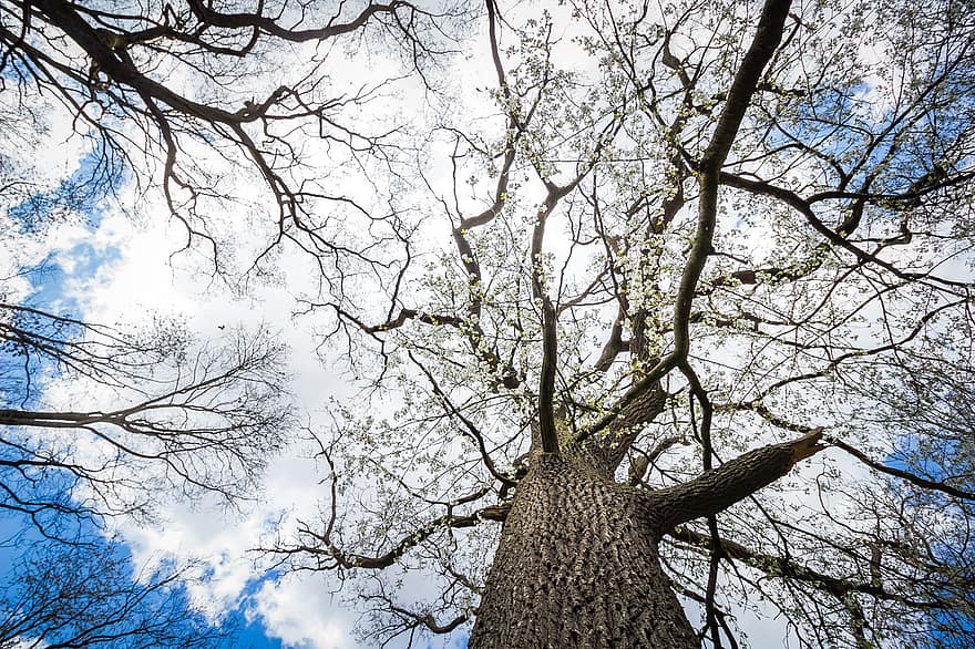 boom, Bos, hemel, natuur, wolken, behang, achtergrond, tak, blad, seizoen, fabriek