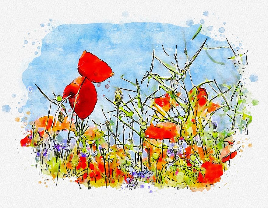 červený mák, květiny, Červené, vlčí mák, pole, květ, zahrada, rostlina, rozkvetla