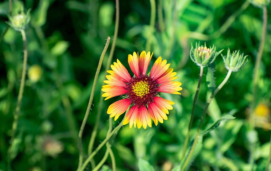 flower, bloom, botany, plant, summer, close-up, green color, yellow, petal, daisy, flower head