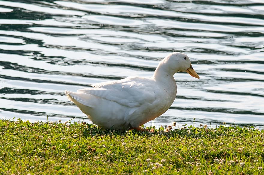 Pato, pekin, pato de pekin, American Pekin, branco, aves aquáticas, agua, lago, natureza, animal, são charles