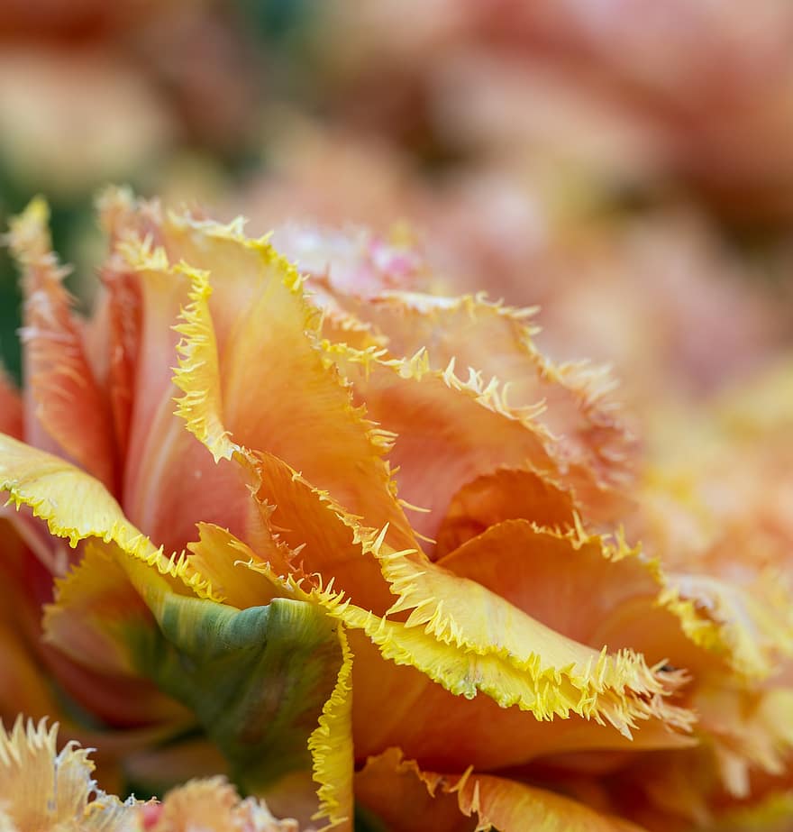 tulipaner, petals, blomstre, blomst, flora, vår, nærbilde, gul, blad, anlegg, multi farget