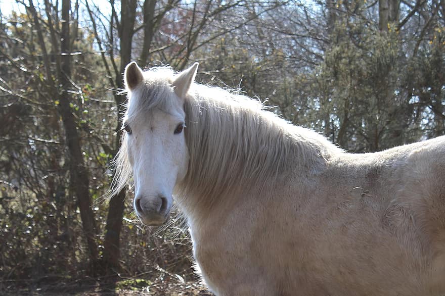 Horse, Pony, Animal, Wild Horse, White Horse, Mane, Equine, Mammal, Wild, farm, rural scene