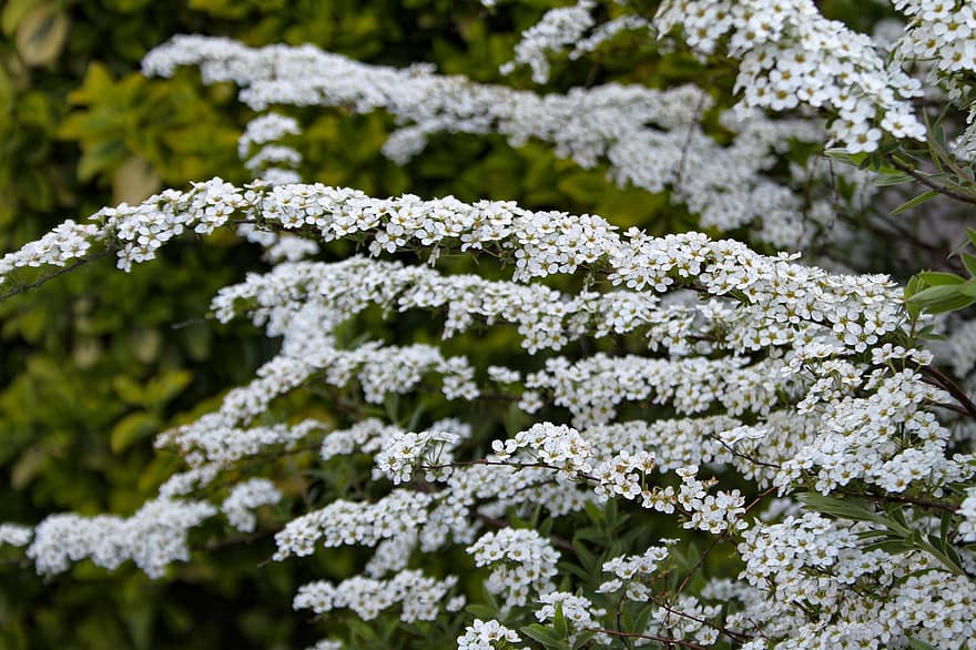 reina de los prados, las flores, planta, Spiraea Thunbergii, espirea, Flores blancas, flores pequeñas, floración, flor, jardín, naturaleza