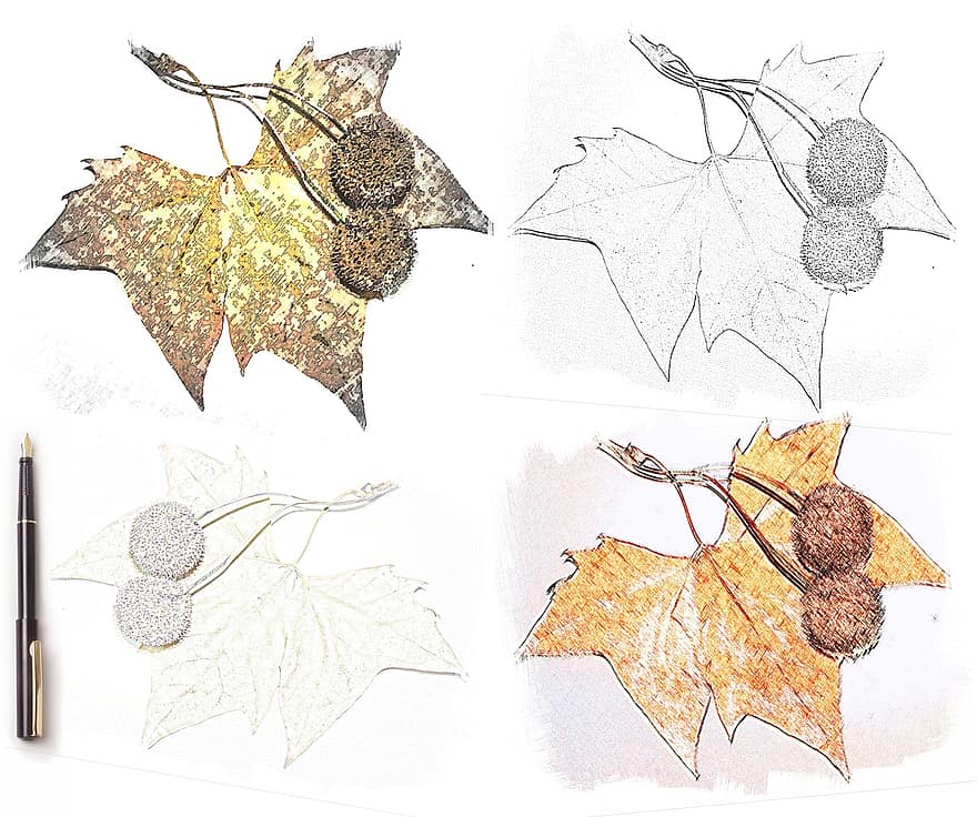 lapas, rudenī, alpiarça, Portugāle, raksturs, koks