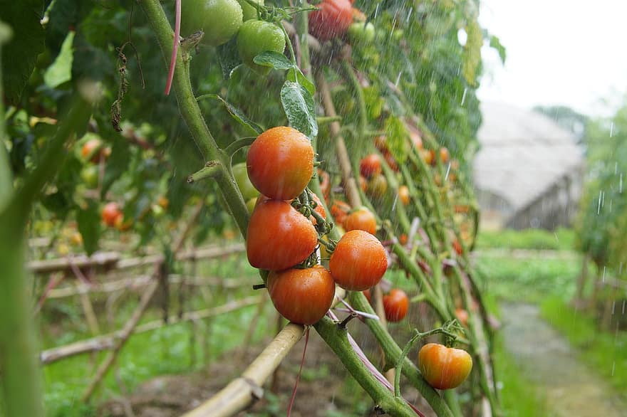 tomates, vignes, il pleut, produire, récolte, biologique, agriculture, plantation, Plantation de tomates, tomates fraîches, Frais