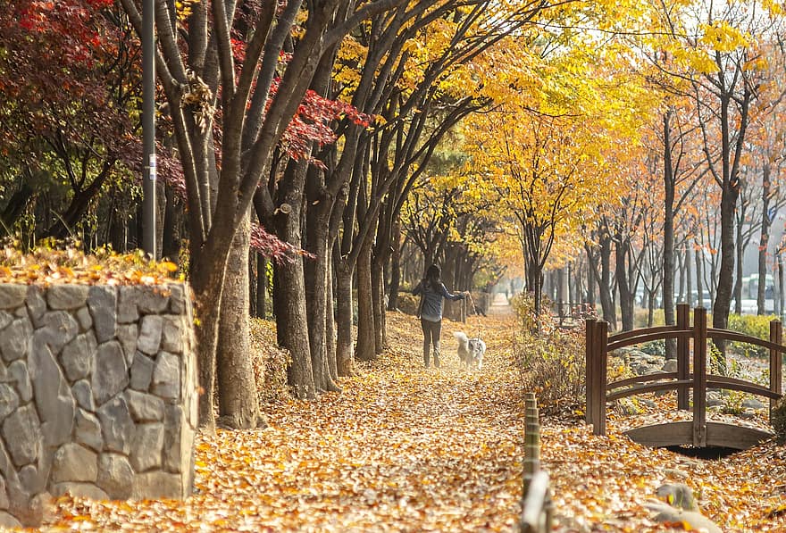 park, drzewa, jesień, odchodzi, listowie, kobieta, pies, spacerować, Las, na dworze
