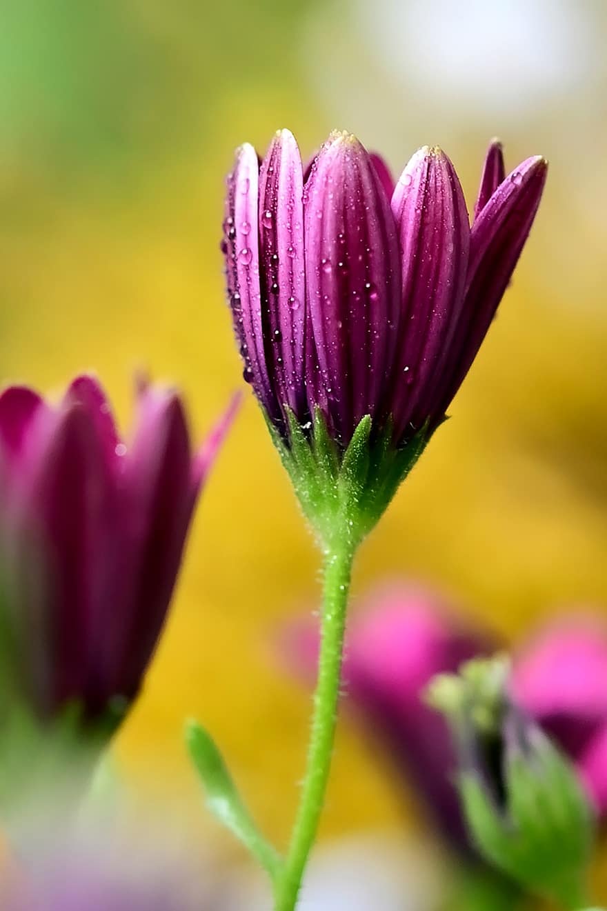 Маргарита Дейзі, квітка, Рослина, пелюстки, роса, крапельки роси, краплі, пурпурна квітка, цвітіння, флора, природи