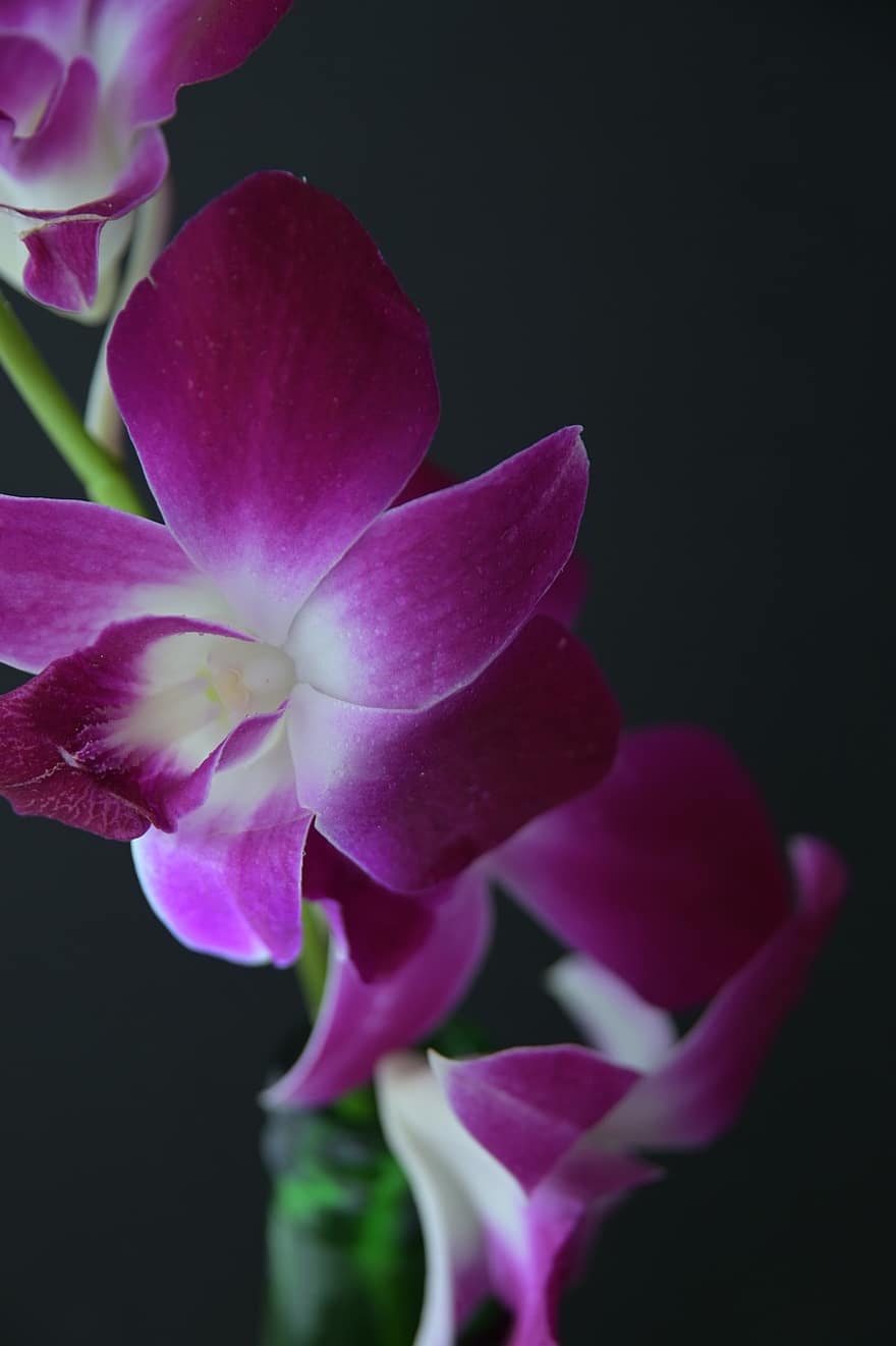 Flowers, Orchid, Petals, Flora