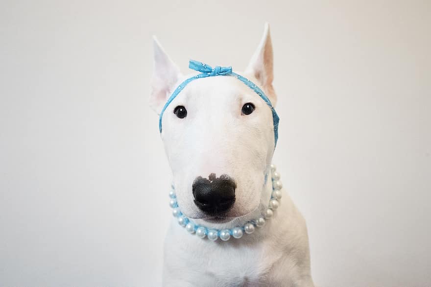 Animal, Pet, Dog, Canine, Bull Terrier, Breed, Mammal, pets, purebred dog, cute, puppy