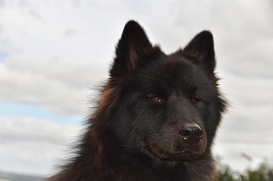 Dog, Pet, Eurasier, Dog Pure Breed, Domestic, Canine, Mammal, Animal, Breed, Puppy