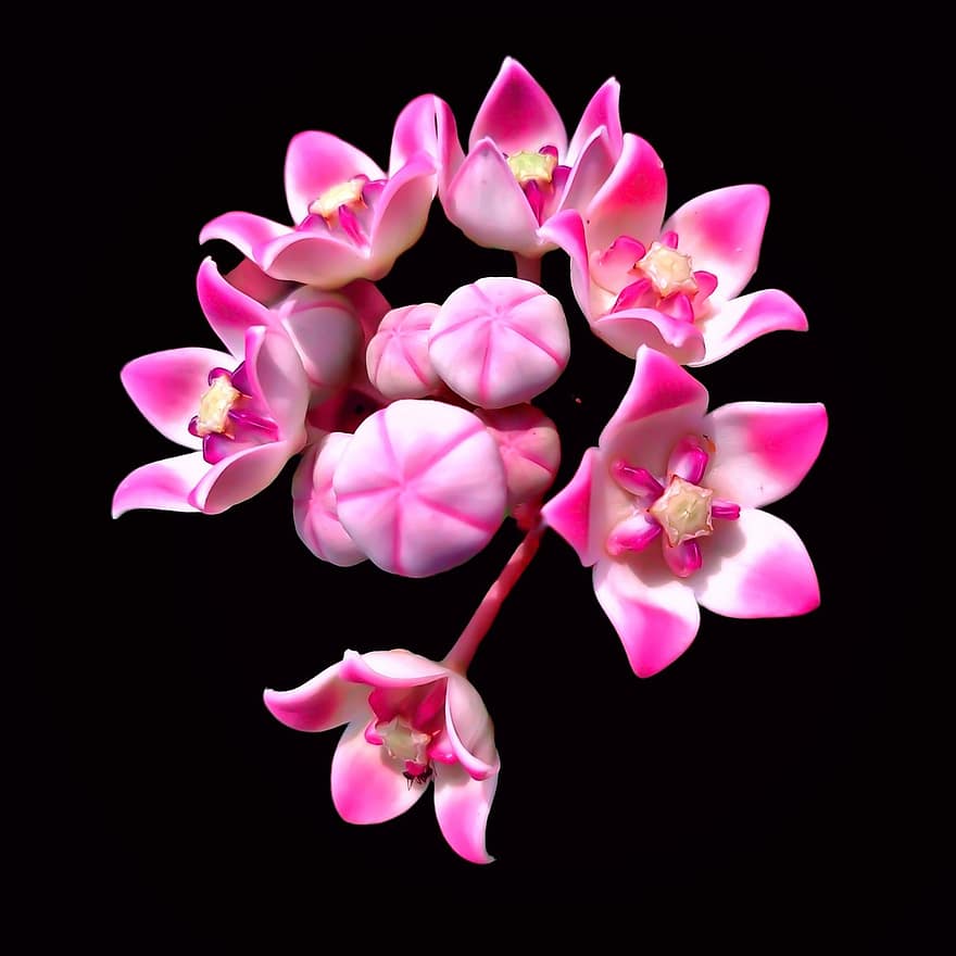Hoya, vaaleanpunaiset kukat, kukat, luonto, kukinta, yksittäinen, kukka, kasvi, lähikuva, terälehti, vaaleanpunainen väri