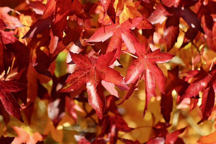 árvore âmbar, liquidambar, Árvore estrela do mar, cores do outono, Amber Tree americana, cor do outono, sai, outono, folhas de outono, temporada, folhas vermelhas