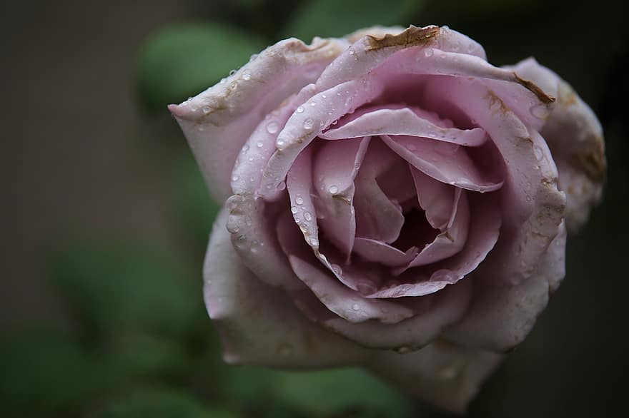 Rose, fleur, rosée, des gouttes de rosée, gouttelettes, gouttes de pluie, humide, Rose Lune Bleue, fleur mauve, pétales, Floraison