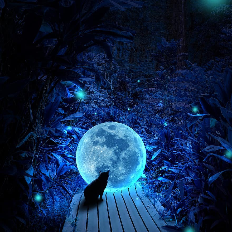 katė, mėnulis, sodas, fantazija, fireflies