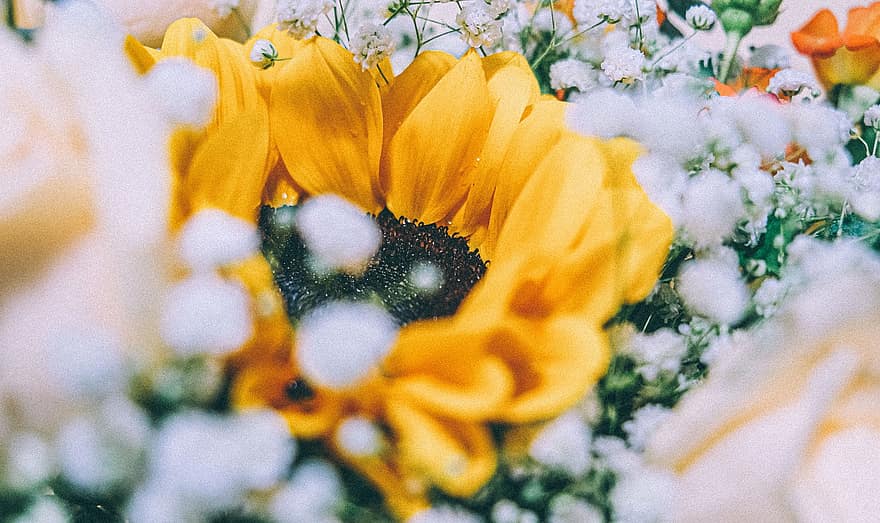 slunečnice, květ, rostlina, žlutý květ, okvětní lístky, kytice, detailní