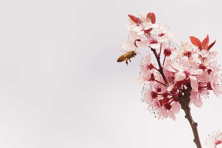 flor, abella, polinització, insecte, entomologia, primavera, primer pla, planta, pètal, branca, cap de flor
